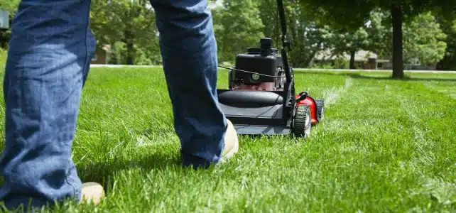 Comment bien entretenir sa pelouse en été ?